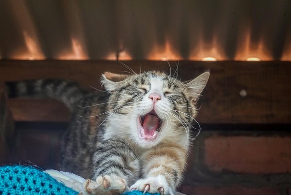 Building a Secure Outdoor Habitat for Pygmy Goats: A Guide for Welsh Countryside Enthusiasts