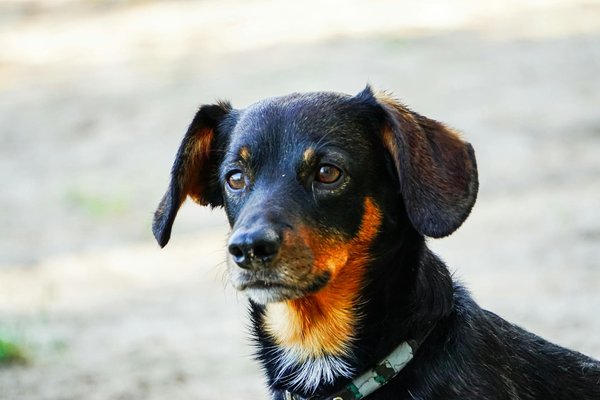 Spotting and Managing Early Cataracts in Senior Cats: Preserve Your Feline"s Vision with Effective Care