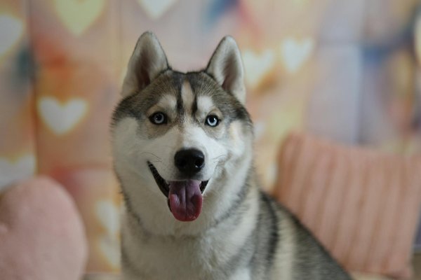 Choosing the Right Probiotic Blend and Dosage for Your Cat"s Digestive Health